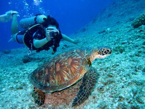 a swimmer snorkeling alongside a green sea turtle in clear Caribbean waters.