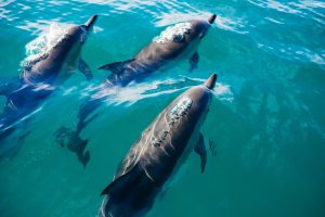 Group of dolphins playing beneath and above the ocean surface in Riviera Maya