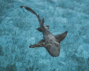 Nurse shark off the stern of a sailboat