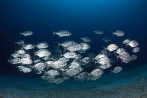 School of baitfish shimmering beneath the water surface in Tulum