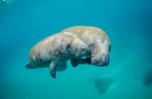 Two manatees swimming together in the Sian Ka’an Biosphere Reserve near Tulum
