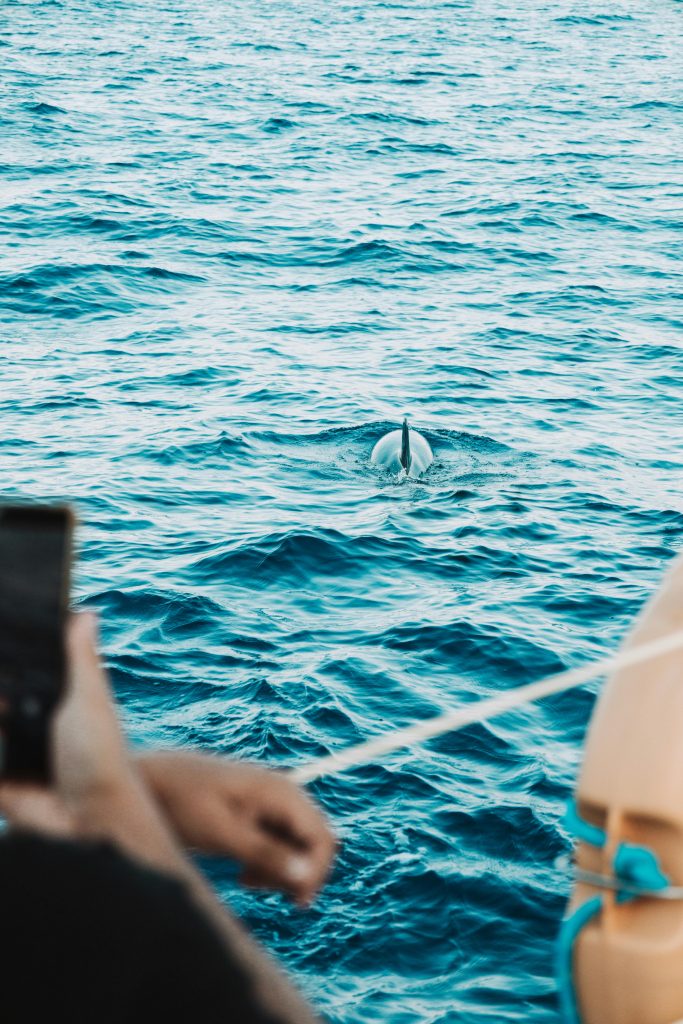 dolphins swimming beside a boat in Tulum