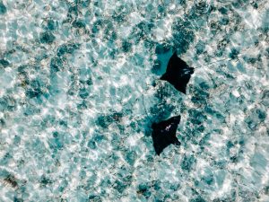 Manta ray swimming in clear Caribbean waters off the coast of Tulum