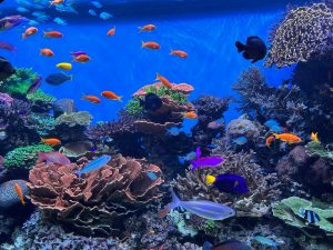 different reef fishes 