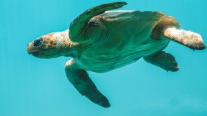 sea turtle swimming over coral reef in Tulum
